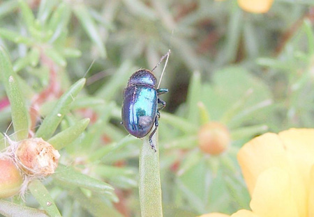 <b>七八月份高溫高濕季節(jié)，注意預防園林植物病害</b>