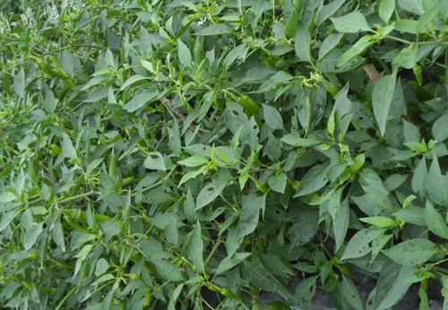 <b>大雨過后，如何防治大食量的蟲子？</b>