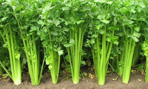 <b>選對(duì)葉面肥種出高品質(zhì)芹菜</b>