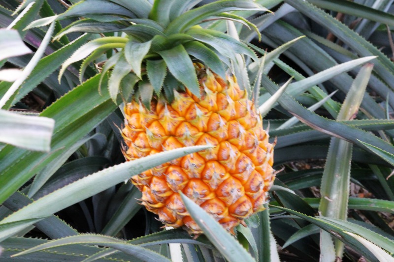 <b>菠蘿種植的施肥管理技術</b>