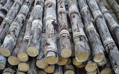 <b>甘蔗生長后期合理施用水溶肥，提高品質(zhì)和甜度</b>