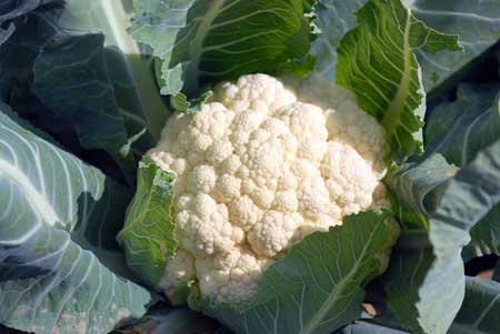 <b>種植花椰菜應(yīng)該如何使用水溶肥？</b>
