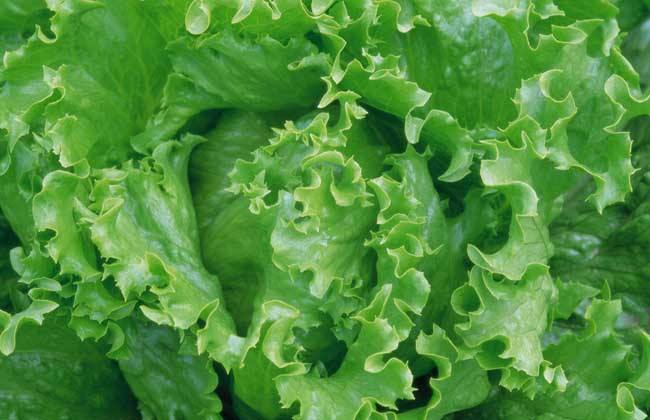 <b>生菜如何追施水溶肥？生菜正確施肥的方法</b>
