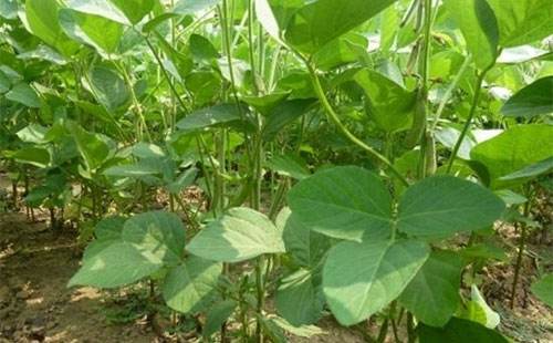 <b>氮磷鉀肥對大豆生長有什么好處？</b>