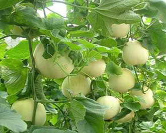 <b>甜瓜如何施肥又大又甜？甜瓜種植管理技術(shù)！</b>