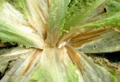 <b>北美農(nóng)大教你如何有效防治蔬菜菌核?。?/b>