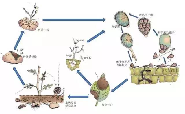 霜霉病的發(fā)病過(guò)程結(jié)束