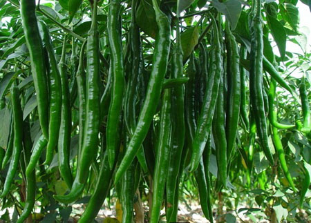 葉面肥，生長調(diào)節(jié)劑，水溶肥，沖施肥