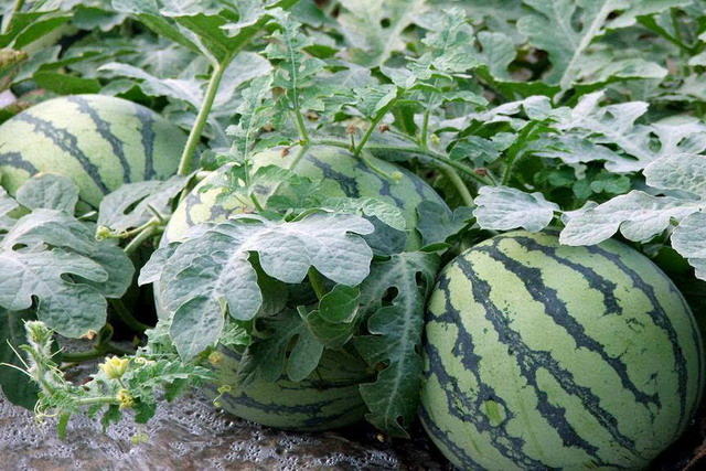<b>夏季種植西瓜，如何做好田間管理讓西瓜又大又</b>