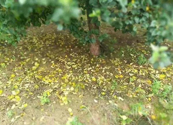 <b>多雨季節(jié)，果樹落葉嚴(yán)重如何改善？</b>