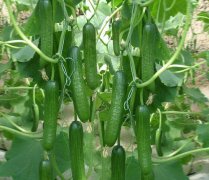 <b>種植高產(chǎn)秋黃瓜應(yīng)如何正確施用沖施肥？</b>