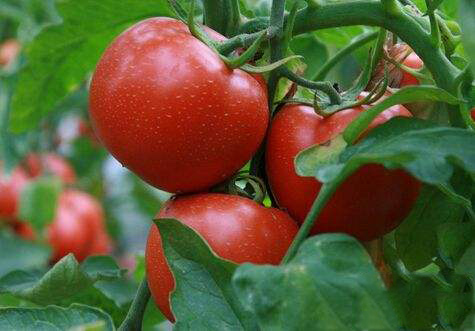 <b>促進(jìn)西紅柿開花結(jié)果的水溶肥是哪種？</b>