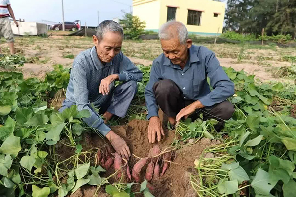 <b>紅薯儲存難是什么原因？如何增產(chǎn)又增加淀粉含</b>