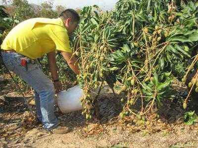 <b>水溶肥料與普通肥料有哪些區(qū)別？</b>