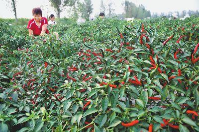 <b>辣椒種植如何使用水溶肥？效果怎樣？</b>