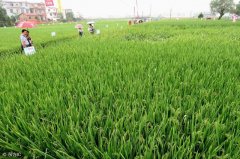 怎么判斷農(nóng)作物需要補充葉面肥？常用葉面肥濃