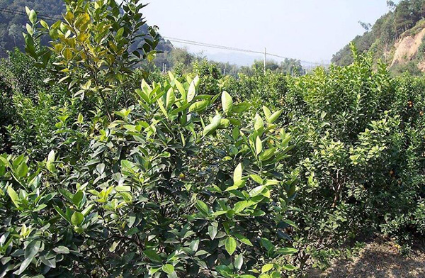 <b>柑橘放秋稍要如何管理？放秋稍沖施肥怎么用？</b>