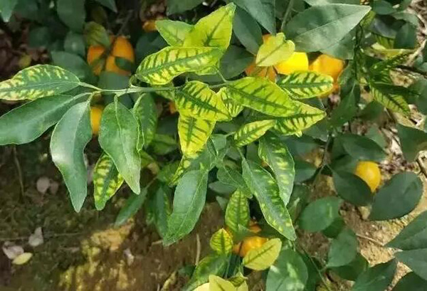 柑橘缺鋅小葉、花斑葉