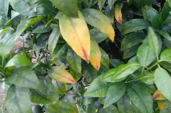 柑橘缺硼新葉畸形、發(fā)黃