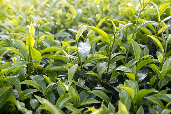 茶樹(shù)種植施用高效水溶肥提高收益