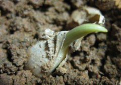 <b>大蒜種植土壤要肥沃，追肥沖施肥很重要！</b>