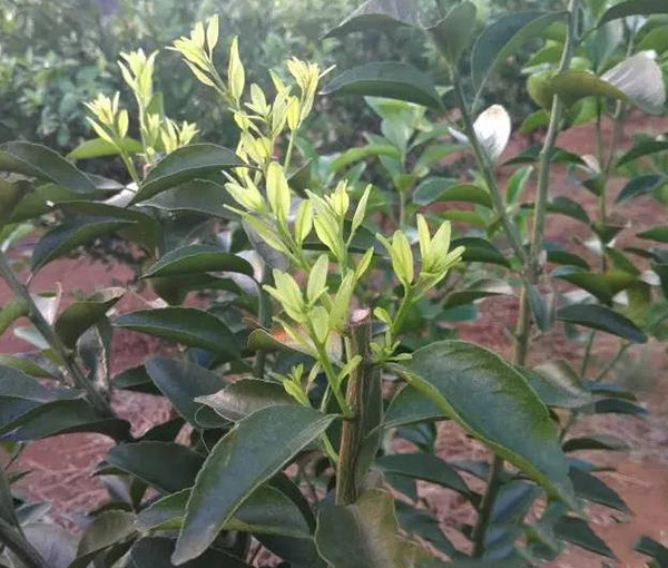 柑橘萌芽前施用高氮水溶肥促進萌發(fā)