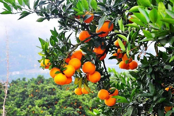 柑橘膨果轉色用北美農(nóng)大水溶肥