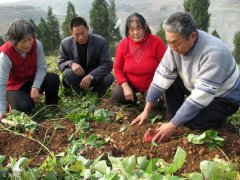老鄉(xiāng)種植紅薯多做了一步，增產(chǎn)幾百斤，高興壞