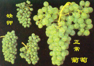 <b>作物缺鉀會(huì)出現(xiàn)哪些癥狀？如何正確補(bǔ)充鉀肥？</b>