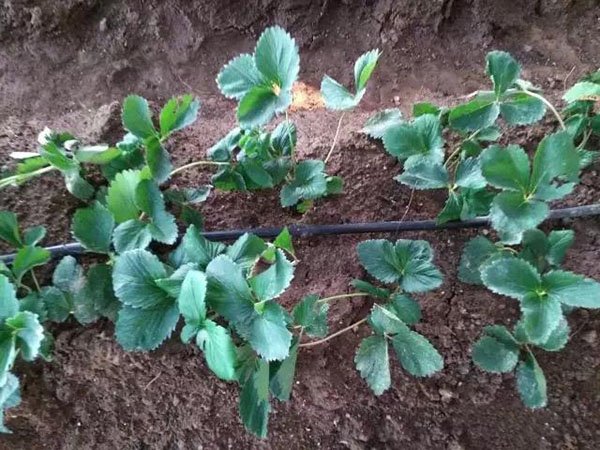 草莓栽植需要注意事項(xiàng)分析