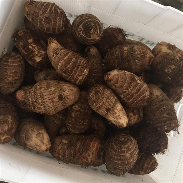 芋頭施肥方法以及芋頭施肥注意事項(xiàng)