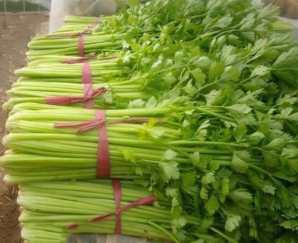 種植秋芹菜用哪種水溶肥？