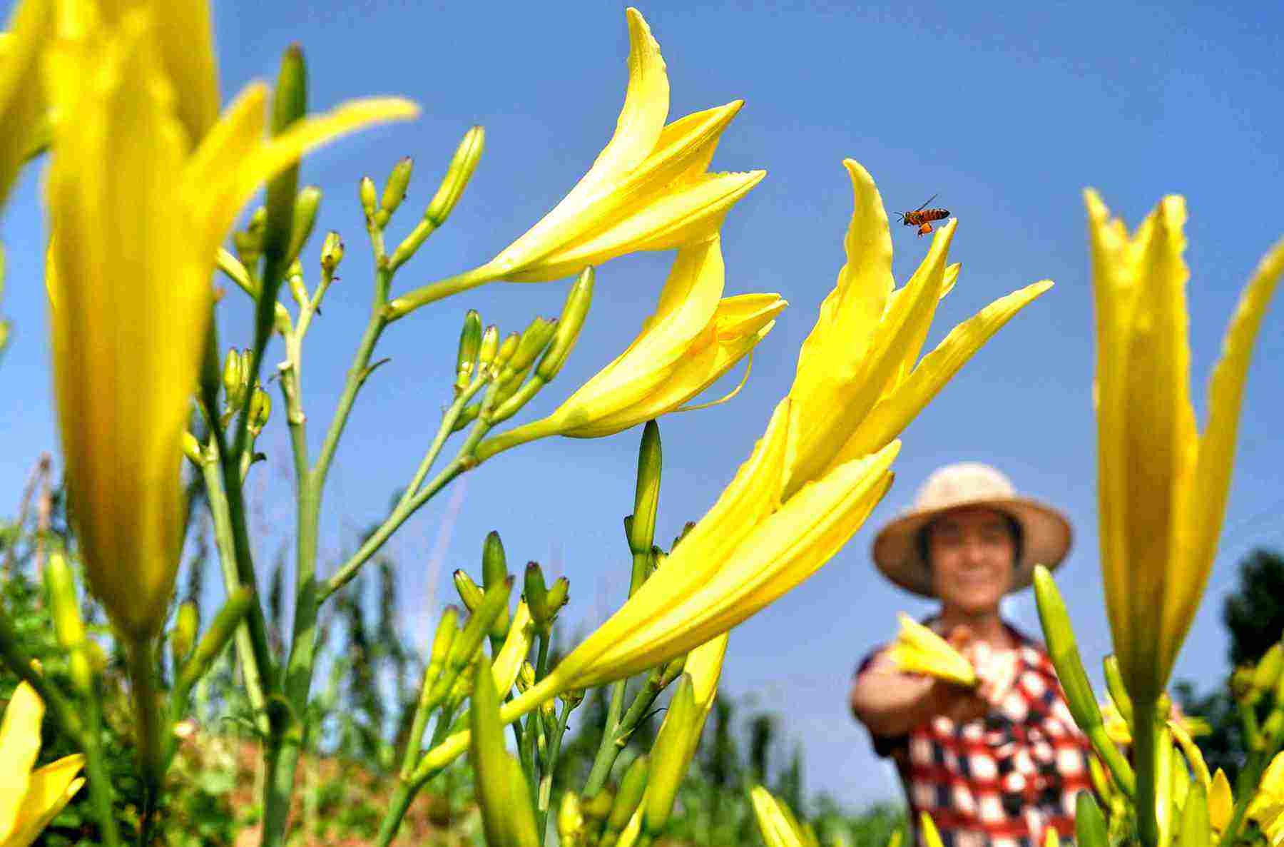 黃花菜應(yīng)該如何施用水溶肥？