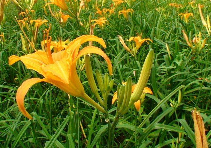 黃花菜應(yīng)該如何施用水溶肥？