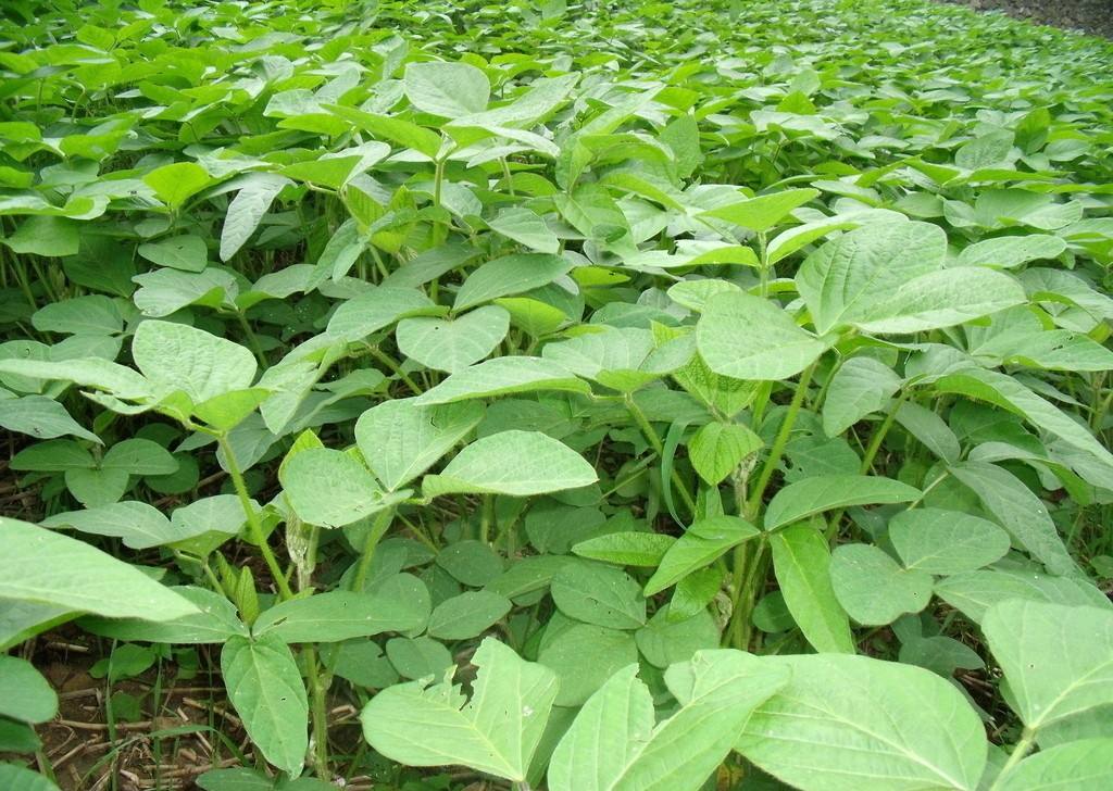 氮磷鉀肥對(duì)大豆生長(zhǎng)有什么好處？