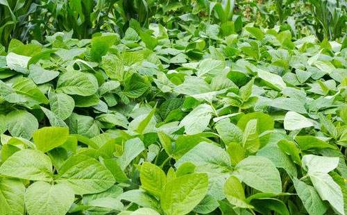 氮磷鉀肥對(duì)大豆生長(zhǎng)有什么好處？