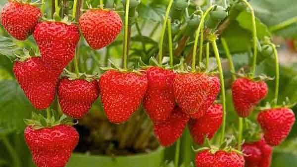 草莓硬度弱、果不紅怎么辦？