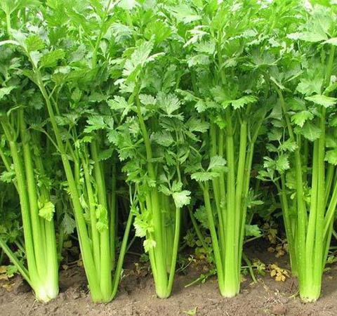芹菜缺硼缺鈣的原因有哪些？如何防治？