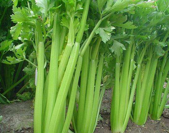 芹菜缺硼缺鈣的原因有哪些？如何防治？