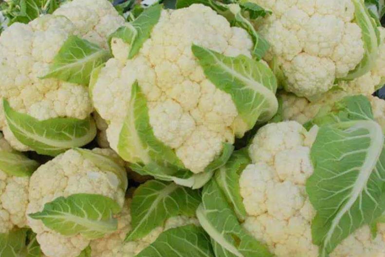 花菜缺硼的癥狀以及補救方法