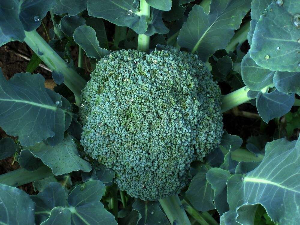 西蘭花應(yīng)該如何施肥？水溶肥怎么施用？