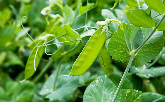 荷蘭豆施什么肥好？荷蘭豆高產(chǎn)施肥技術(shù)