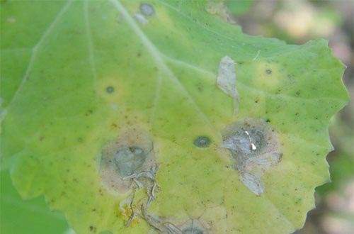 如何有效防治蔬菜菌核??？