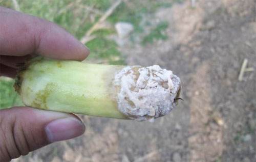 如何有效防治蔬菜菌核病？