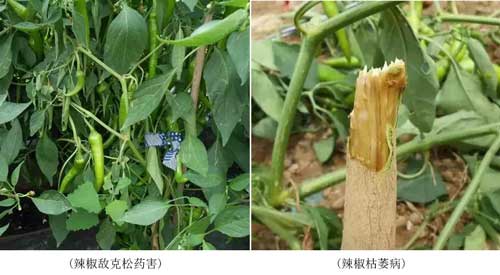藥害、病害分不清？看完這個你就懂了