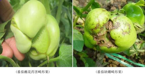 藥害、病害分不清？看完這個你就懂了